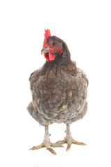 Gray chicken isolated over white