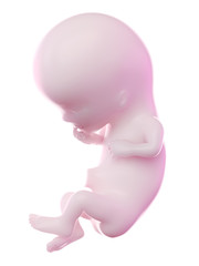3d rendered illustration of a fetus week 11