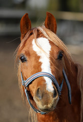 Obraz premium horse, beautiful portrait of a Polish horse