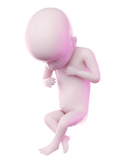 3d rendered illustration of a fetus week 18