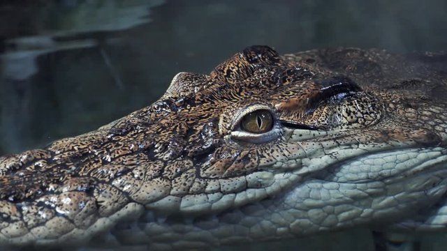 Crocodile eyes above water surface, close up. Wild dangerous tropical reptile hunting.
