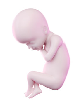 3d rendered illustration of a fetus week 24