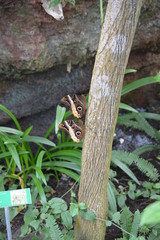 Papillorama
