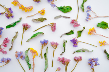 Dried Field Flower on White Background with Real Shadow. Top View Image of Wild Flowers.