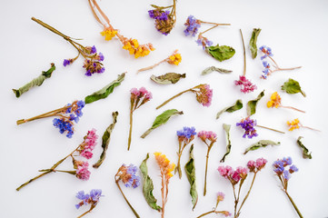 Dried flowers and herbarium on a white background. Top View Image of Wild Flowers. 