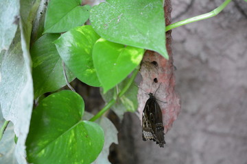 Papillorama