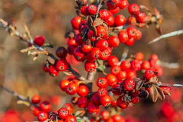 Red berry slightly dried on the bush. Psychedelic. Silver buffaloberry, Shepherdia argentea