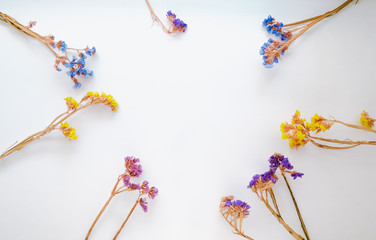 Top View Image of Dried flower on white background. Close up with Space for text.