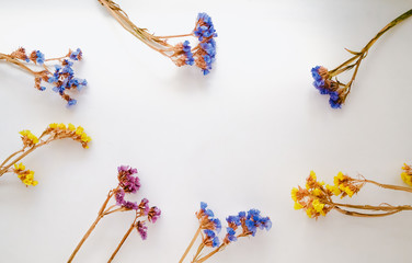 Dried flowers and herbarium on a white background. Top View Image of Wild Flowers. 