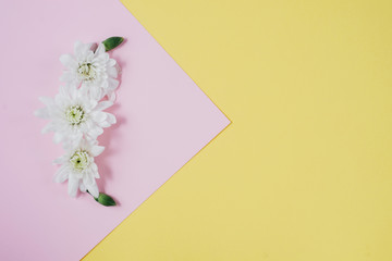 Creative composition with spring flowers. Beautiful white flowers on pastel pink and yellow background. Flat lay, top view, copy space