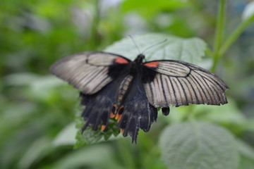 Papillorama