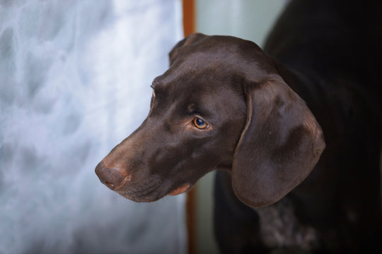 German Shorthaired Pointer