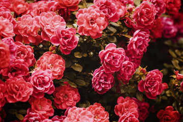 Pink Rose Bushes Blooming Garden Summer