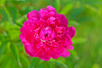 Dark pink peony with white patches in garden on blur background. Peony with a thick bomb-shaped center with pink and crimson petals. 