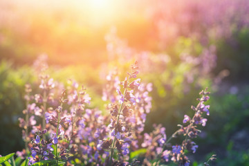 field of lilac flowers in the rays at sunset