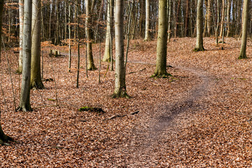 trees, path and bench in the forest