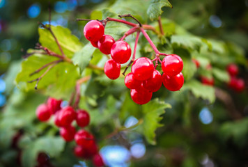 Red berries of a viburnum ripen on a bush in a garden