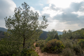 Obraz premium The desert of the palms in benicasim, Costa azahar