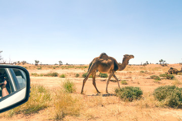 Deserto del Sahara, Dune di Erg-Chigaga, M'Hamid El Ghizlane, Marocco