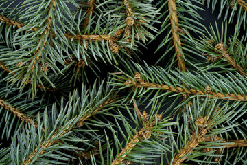 spruce branches