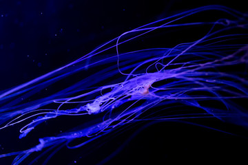 Close-up Jellyfish, Medusa in fish tank with neon light. Jellyfish is free-swimming marine coelenterate with a jellylike bell- or saucer-shaped body that is typically transparent.