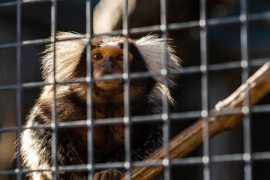 Affe k&auml;fig gitter