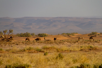 Deserto del Sahara, Dune di Erg-Chigaga, M'Hamid El Ghizlane, Marocco