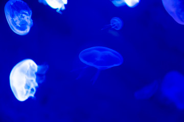 Obraz na płótnie Canvas Close-up Jellyfish, Medusa in fish tank with neon light. Jellyfish is free-swimming marine coelenterate with a jellylike bell- or saucer-shaped body that is typically transparent.