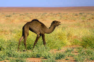 Deserto del Sahara, Dune di Erg-Chigaga, M'Hamid El Ghizlane, Marocco