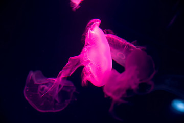 Close-up Jellyfish, Medusa in fish tank with neon light. Jellyfish is free-swimming marine coelenterate with a jellylike bell- or saucer-shaped body that is typically transparent.