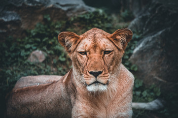 Portrait of a Beautiful lion, lion in dark