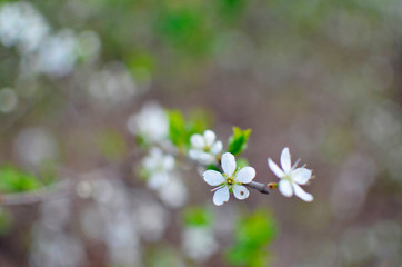 photo of blossoming tree brunch with white flowers on bokeh