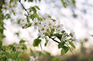 photo of blossoming tree brunch with white flowers on bokeh