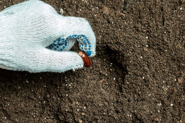 close up hands of gardener plant seed in soil b