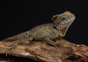 Boyd's Forest Dragon