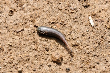 ヤマビル