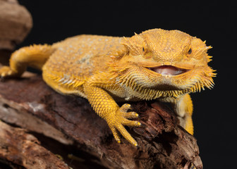 Australian Desert Bearded Dragon