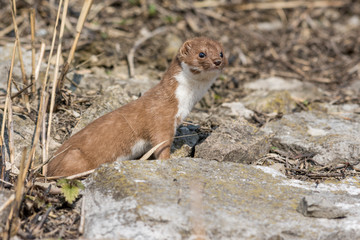 Weasel (Mustela erminea)