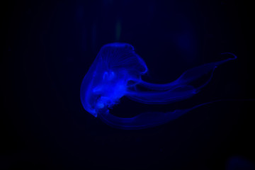 Close-up Jellyfish, Medusa in fish tank with neon light. Jellyfish is free-swimming marine coelenterate with a jellylike bell- or saucer-shaped body that is typically transparent.