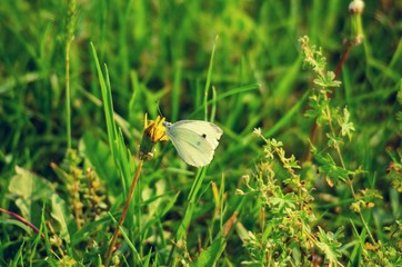 Small white butterfly or Month on a yellow dandelion 