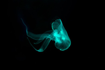 Close-up Jellyfish, Medusa in fish tank with neon light. Jellyfish is free-swimming marine coelenterate with a jellylike bell- or saucer-shaped body that is typically transparent.