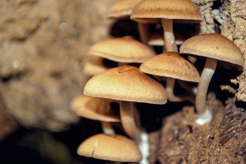 Close up on Tan color Mushrooms growing on tree