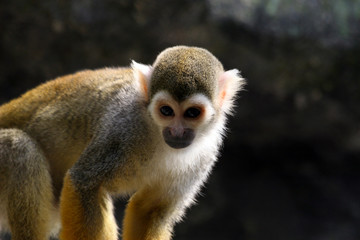 Squirrel Monkey Closeup