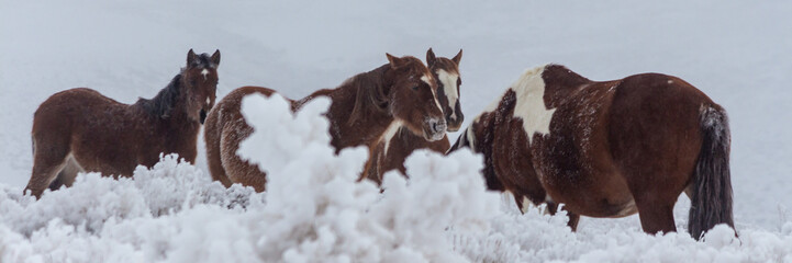 Wyoming Mustangs