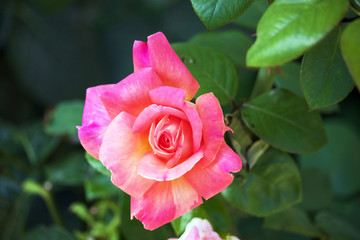 Rose apres pluie fine en Macro..