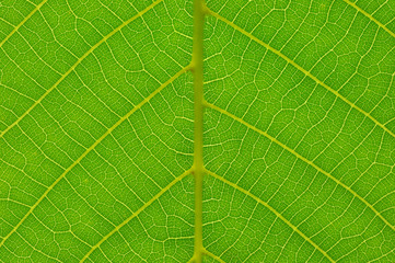 Leaf texture. Closeup view.