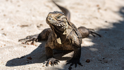 closeup of iguana on the beach