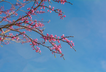 Pink spring blossoms against blue sky