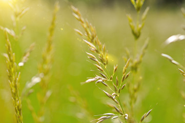 Fototapeta na wymiar Spikelets of grass in the sunlight.