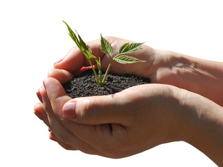 Plant in hands on a white background.